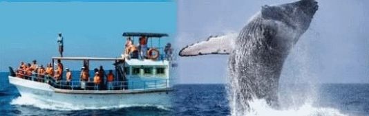 Whales Watching 