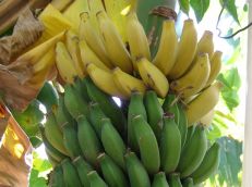 Banana fruit Sri Lanka