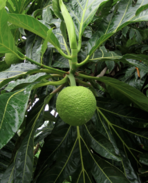 Breadfruit fruit Sri Lanka