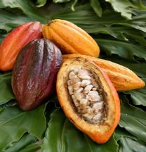 Cacoa frut Sri Lanka