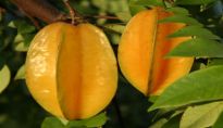 Carambola fruit Sri Lanka