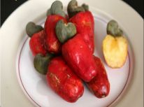 Cashew fruit Sri Lnka