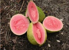 Guava fruit Sri Lanka
