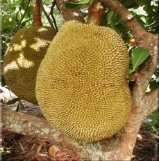 Jakfruit Sri Lnka