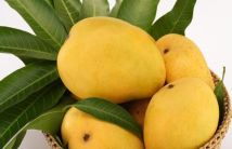 Mango fruit Sri Lanka
