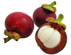 Mangostin fruit Sri Lanka
