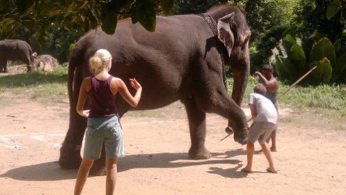 Pinnawala - Sri Lanka