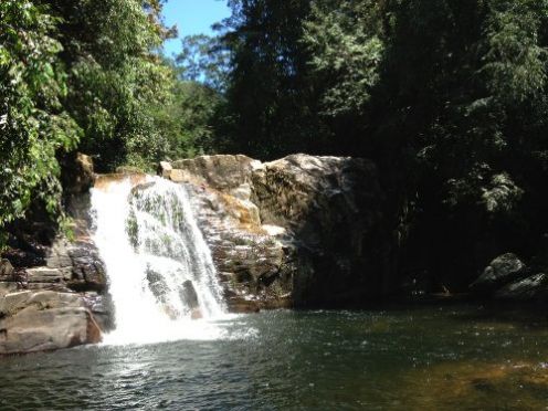 Rain Forest - Sri Lanka