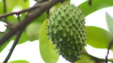 Soursop fruit Sri Lanka